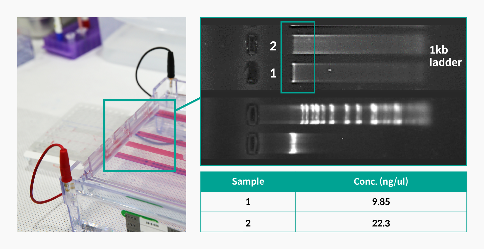 Result of Gel electrophoresis