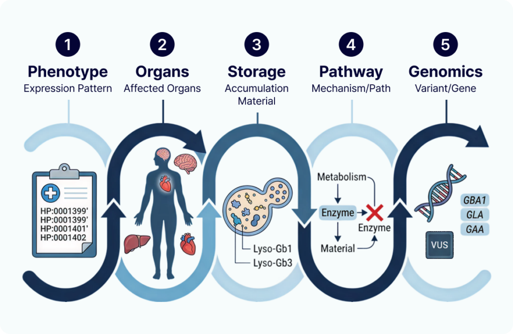 alt="Infographic of genetic analysis stages: phenotype codes, affected organs, lysosomal storage, enzyme pathway dysfunction, and related genes