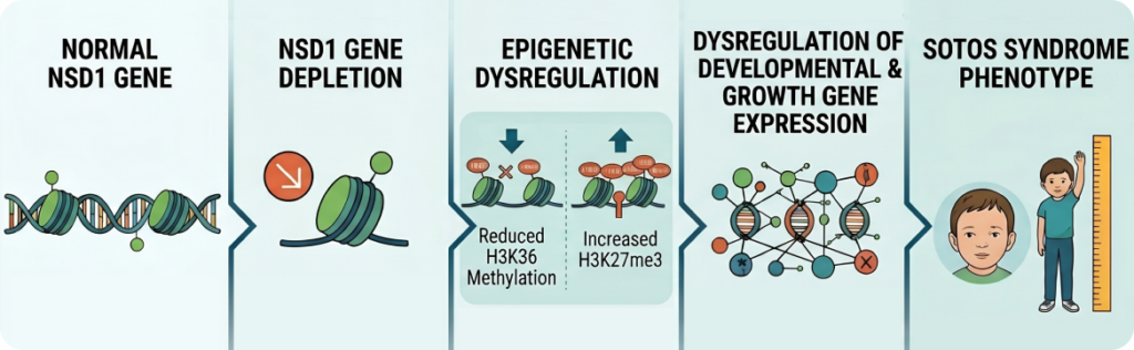 Diagram illustrating the steps of genetic engineering, including gene editing and transformation techniques.