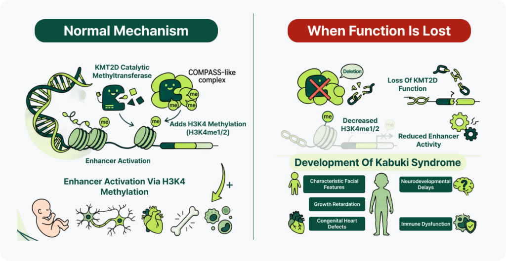 Diagram of KMT2D gene regulation loss leading to Kabuki Syndrome symptoms.