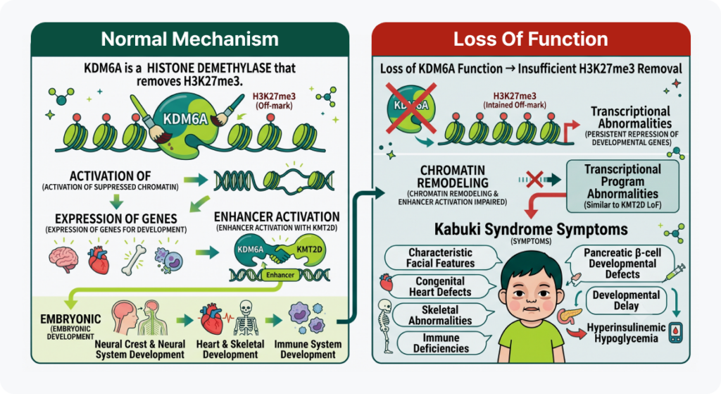 Infographic of KDM6A enzyme loss causing Kabuki Syndrome developmental defects.