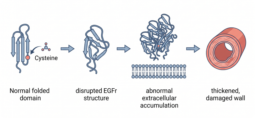 Diagram showing how cysteine mutation disrupts EGFr structure, causing vessel wall damage.