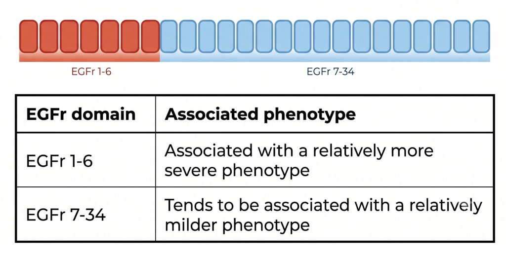 Diagram and table comparing phenotype severity across EGFr 1-6 and 7-34 domains.