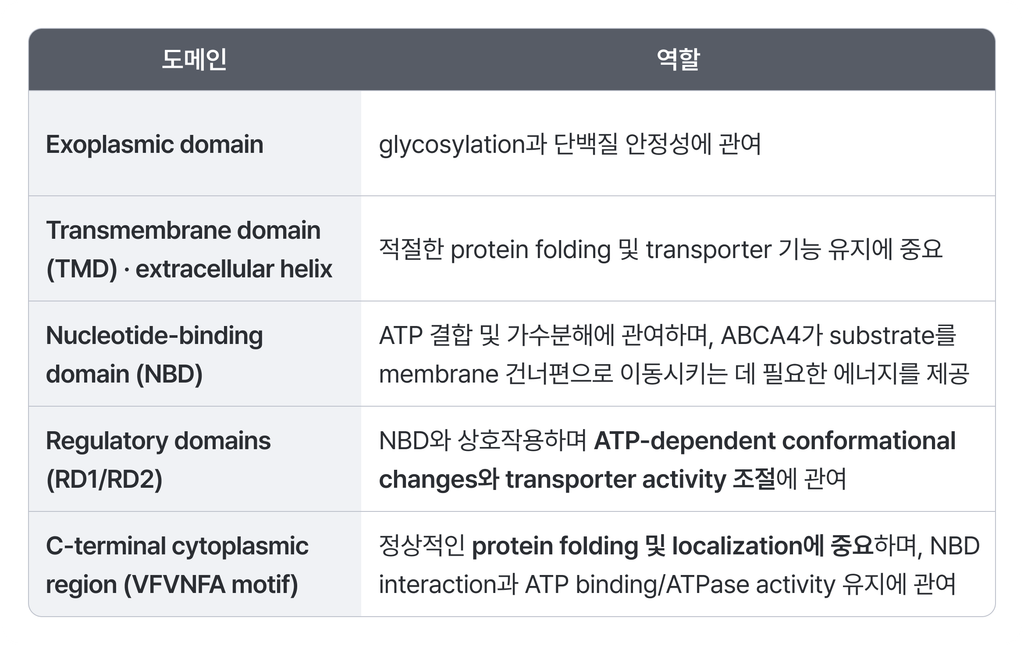 Table detailing structural domains of ABCA4 protein and their respective biological roles.
