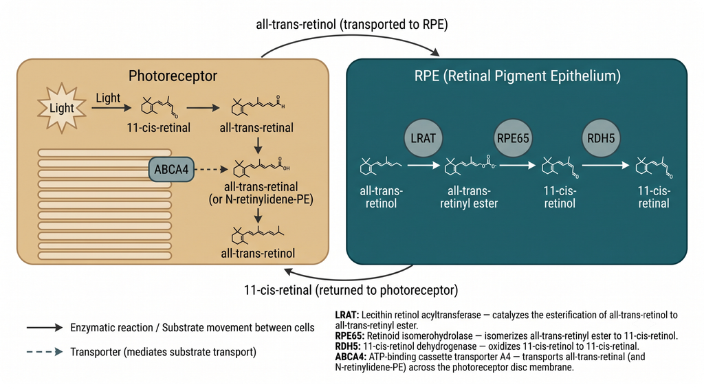 Diagram outlining the visual cycle pathway and substrate transport between Photoreceptor and RPE.