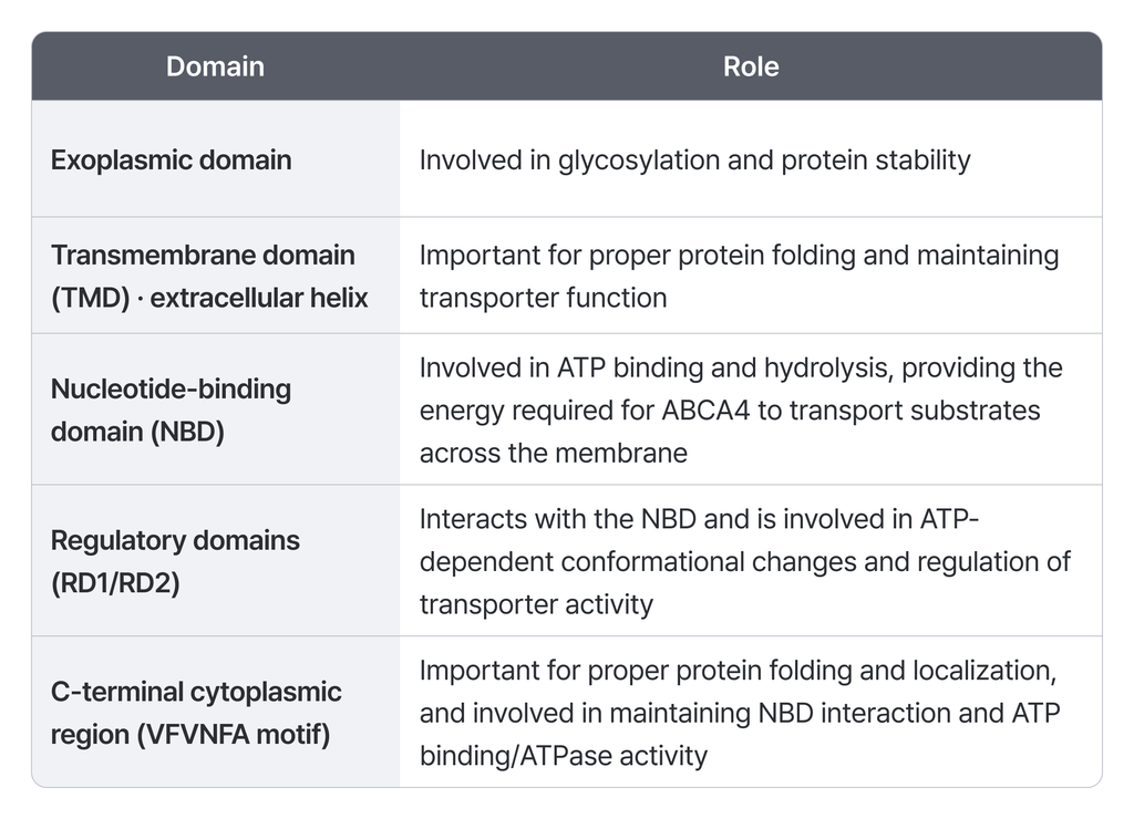 Table detailing structural domains of ABCA4 protein and their respective biological roles.