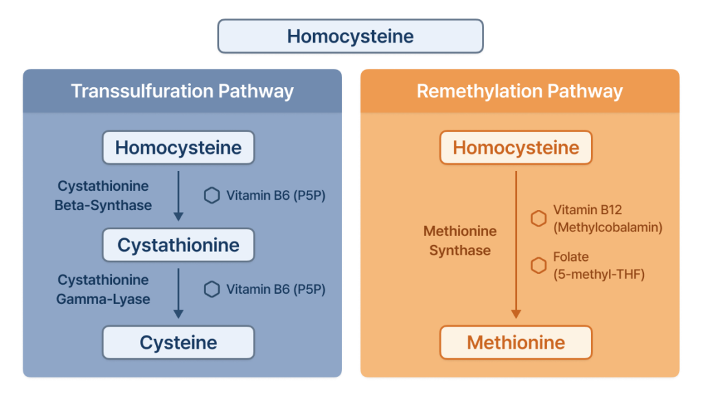 Diagram of homocysteine metabolism pathways including transsulfuration and remethylation.
