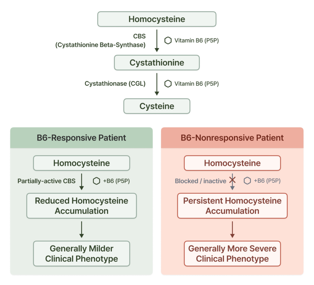 Diagram comparing Vitamin B6-responsive and nonresponsive patient pathways in homocystinuria.