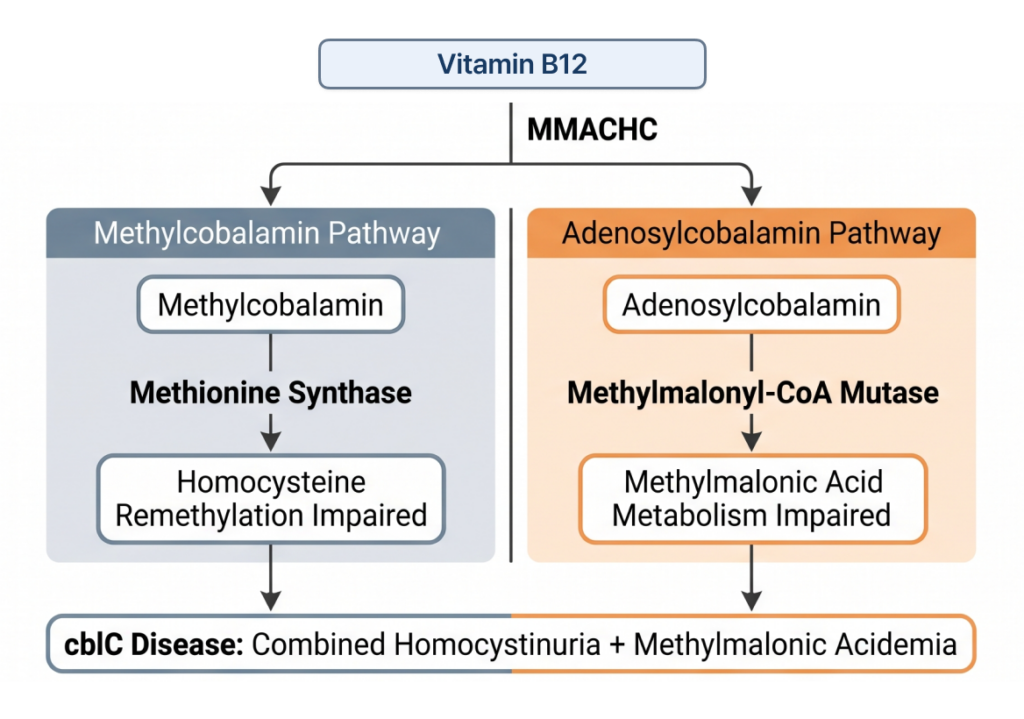 Diagram illustrating MMACHC gene pathways in cblC disease causing homocystinuria and methylmalonic acidemia.