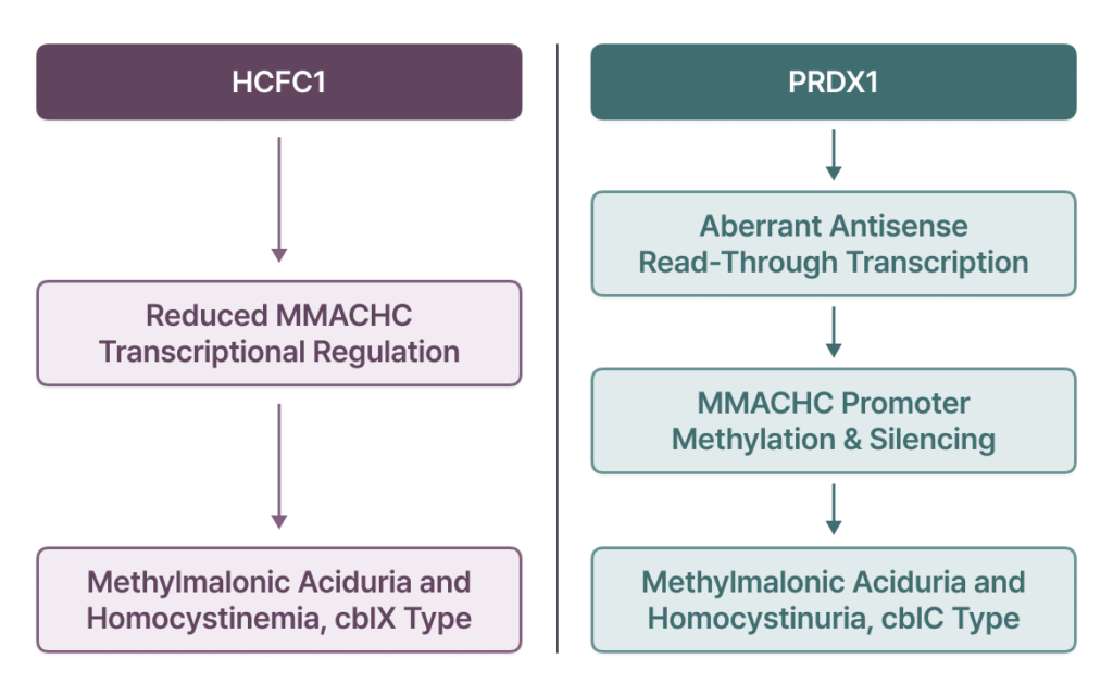 Flowchart showing regulatory pathways of HCFC1 and PRDX1 genes in cblX and cblC types.