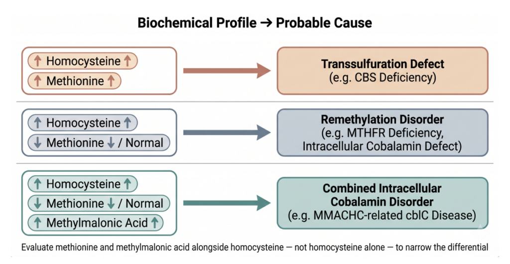 Diagram mapping biochemical profiles of homocysteine, methionine, and methylmalonic acid to probable causes.
